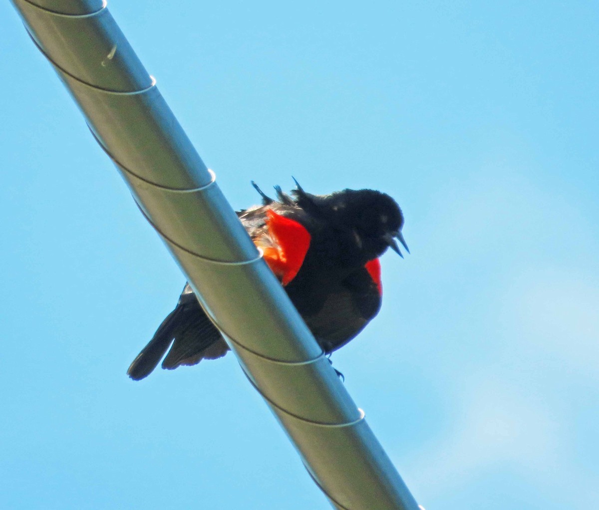 Red-winged Blackbird - ML618515638
