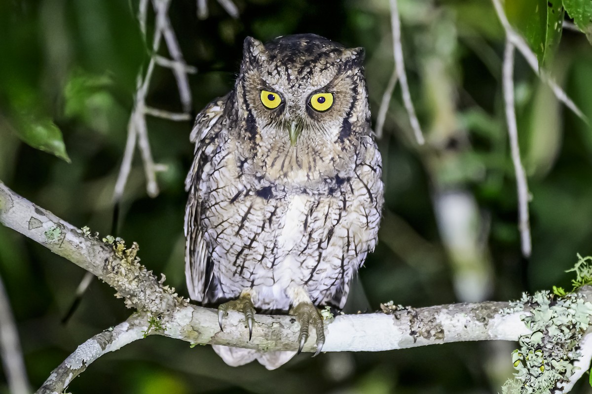 Long-tufted Screech-Owl - ML618515641