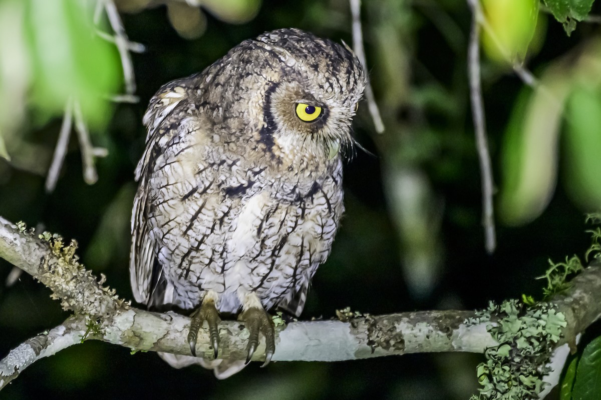 Long-tufted Screech-Owl - ML618515652