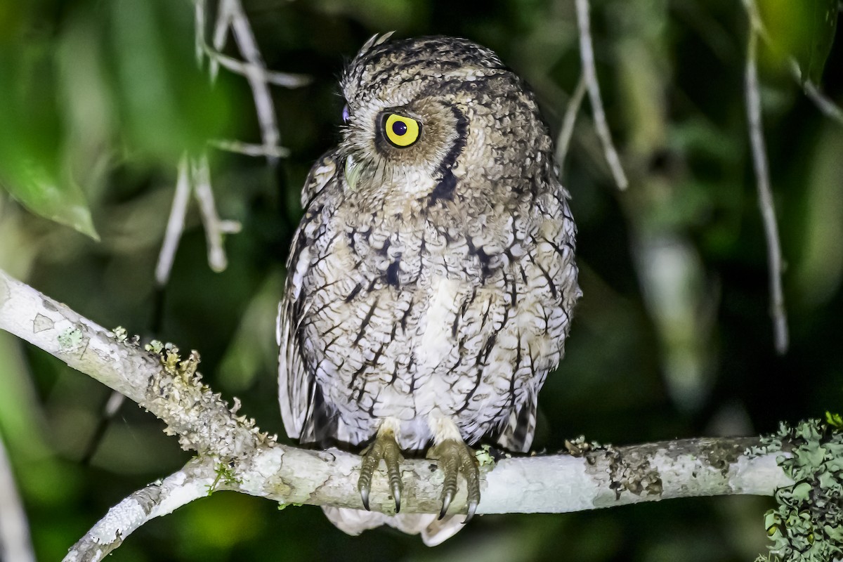 Long-tufted Screech-Owl - ML618515653