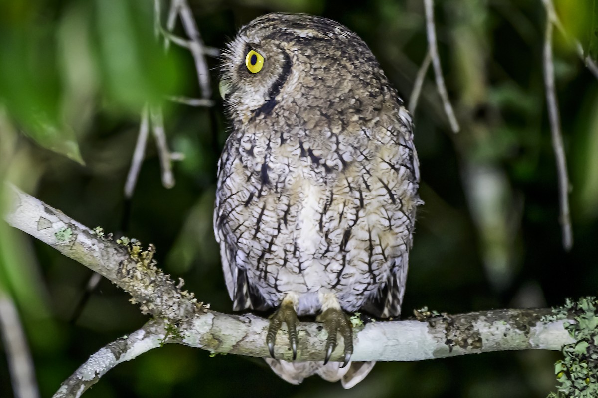 Long-tufted Screech-Owl - ML618515660