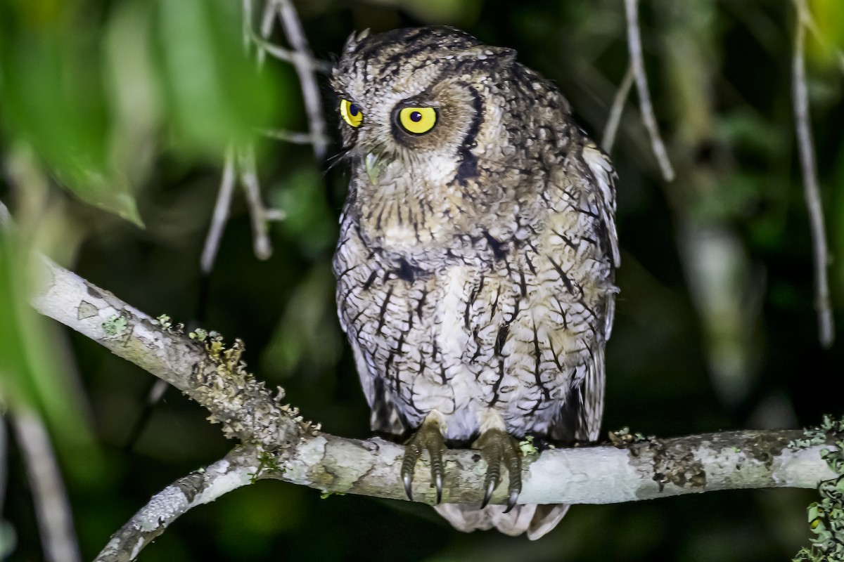 Long-tufted Screech-Owl - ML618515661