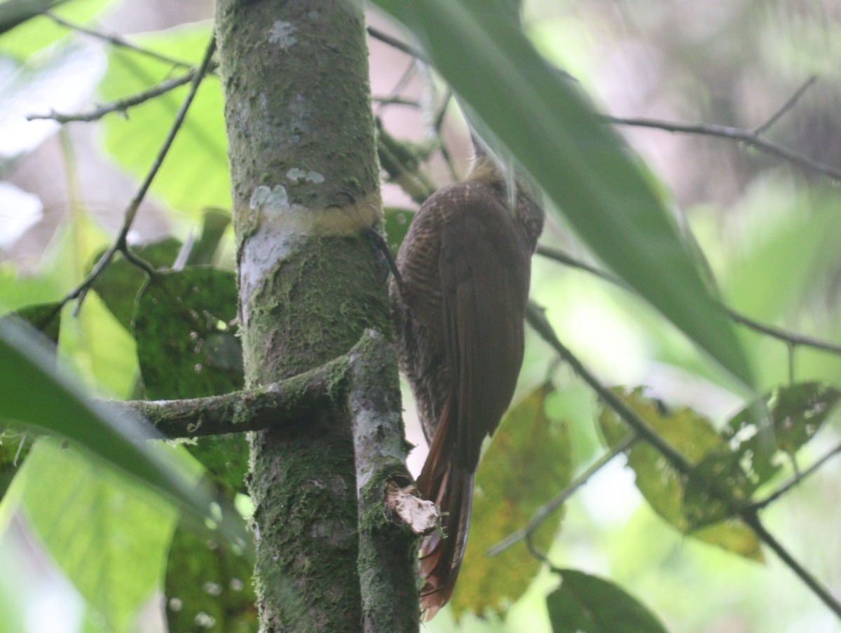 Bar-bellied Woodpecker - ML618515668