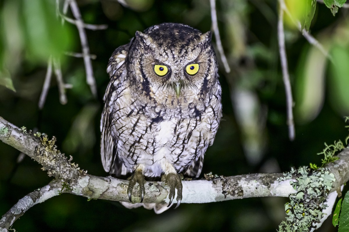 Long-tufted Screech-Owl - ML618515670