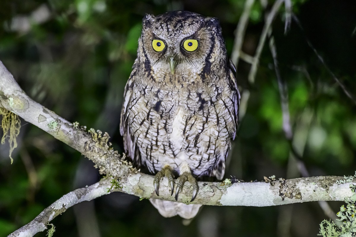 Long-tufted Screech-Owl - ML618515682