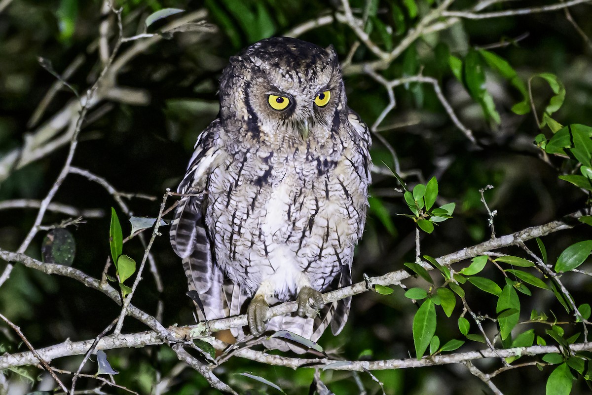 Long-tufted Screech-Owl - ML618515695