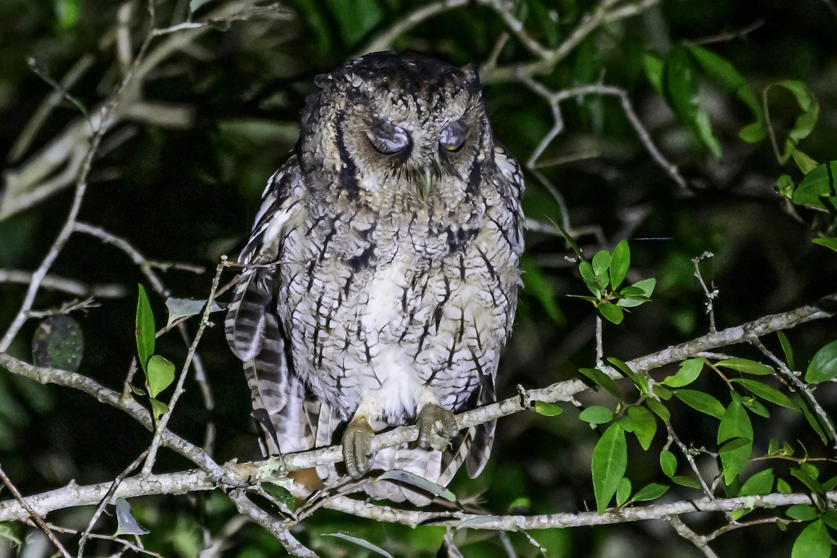 Long-tufted Screech-Owl - ML618515701