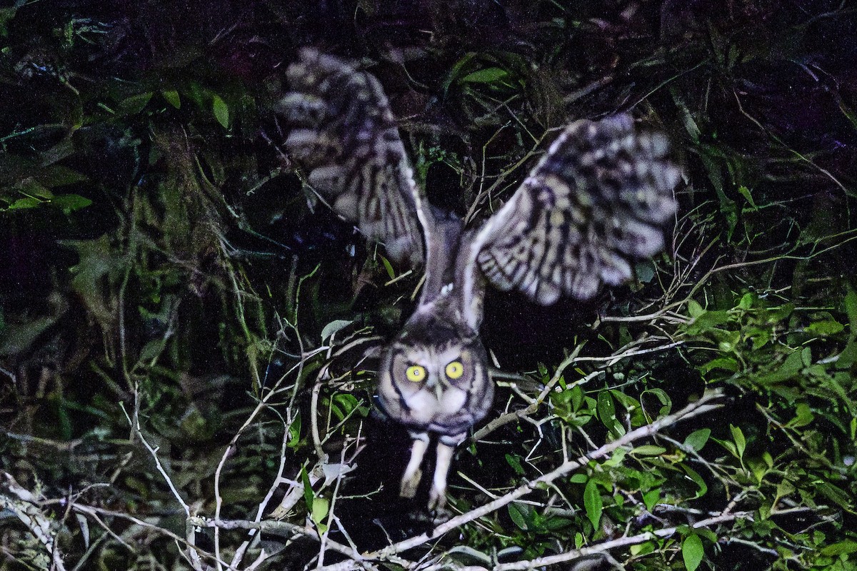 Long-tufted Screech-Owl - ML618515708
