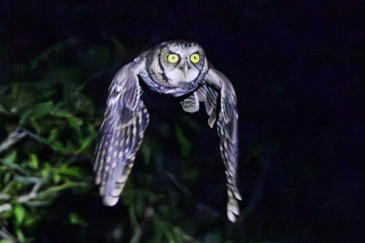 Long-tufted Screech-Owl - ML618515712