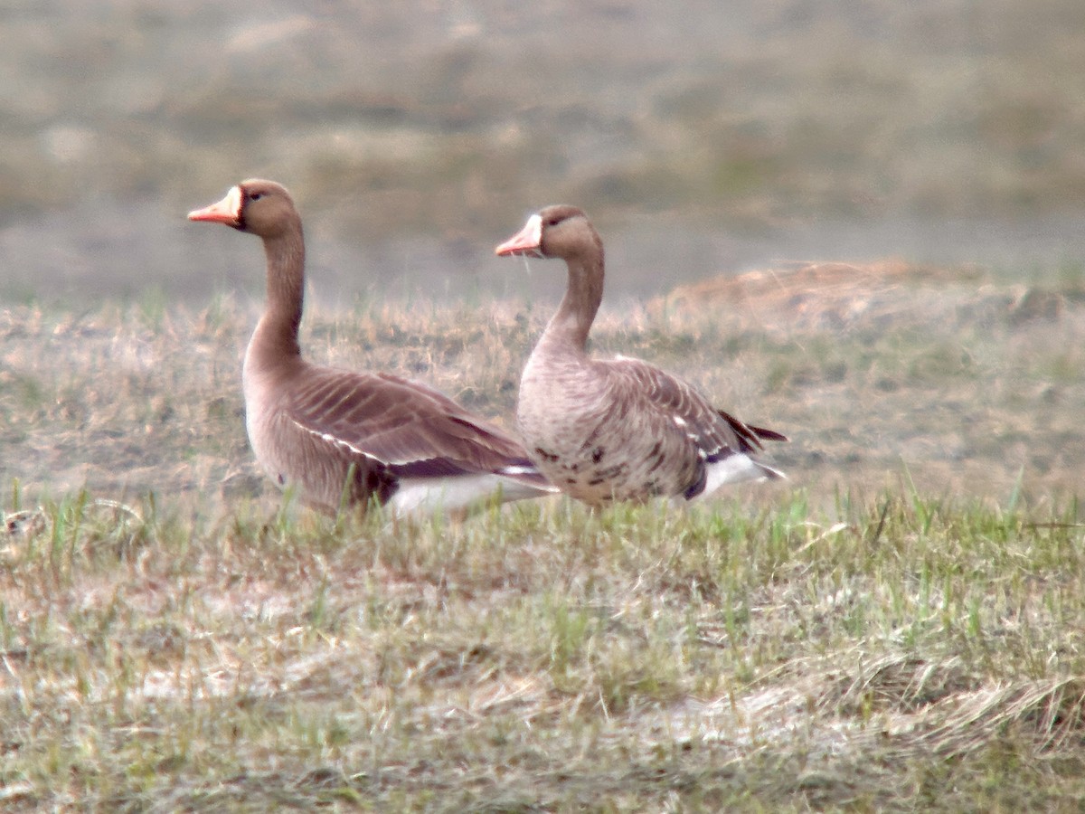 Greater White-fronted Goose - ML618515718