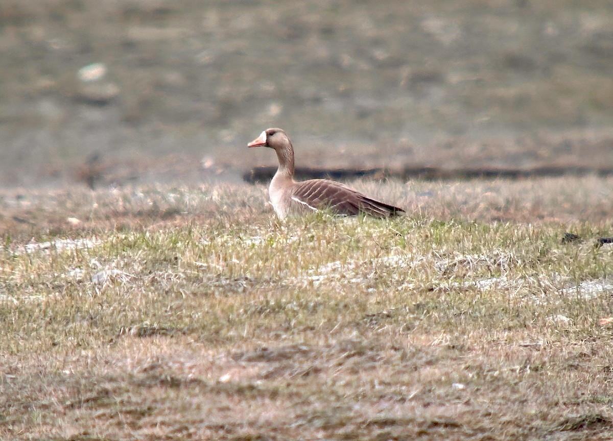 Greater White-fronted Goose - ML618515719