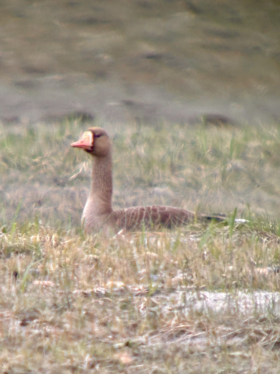 Greater White-fronted Goose - ML618515720