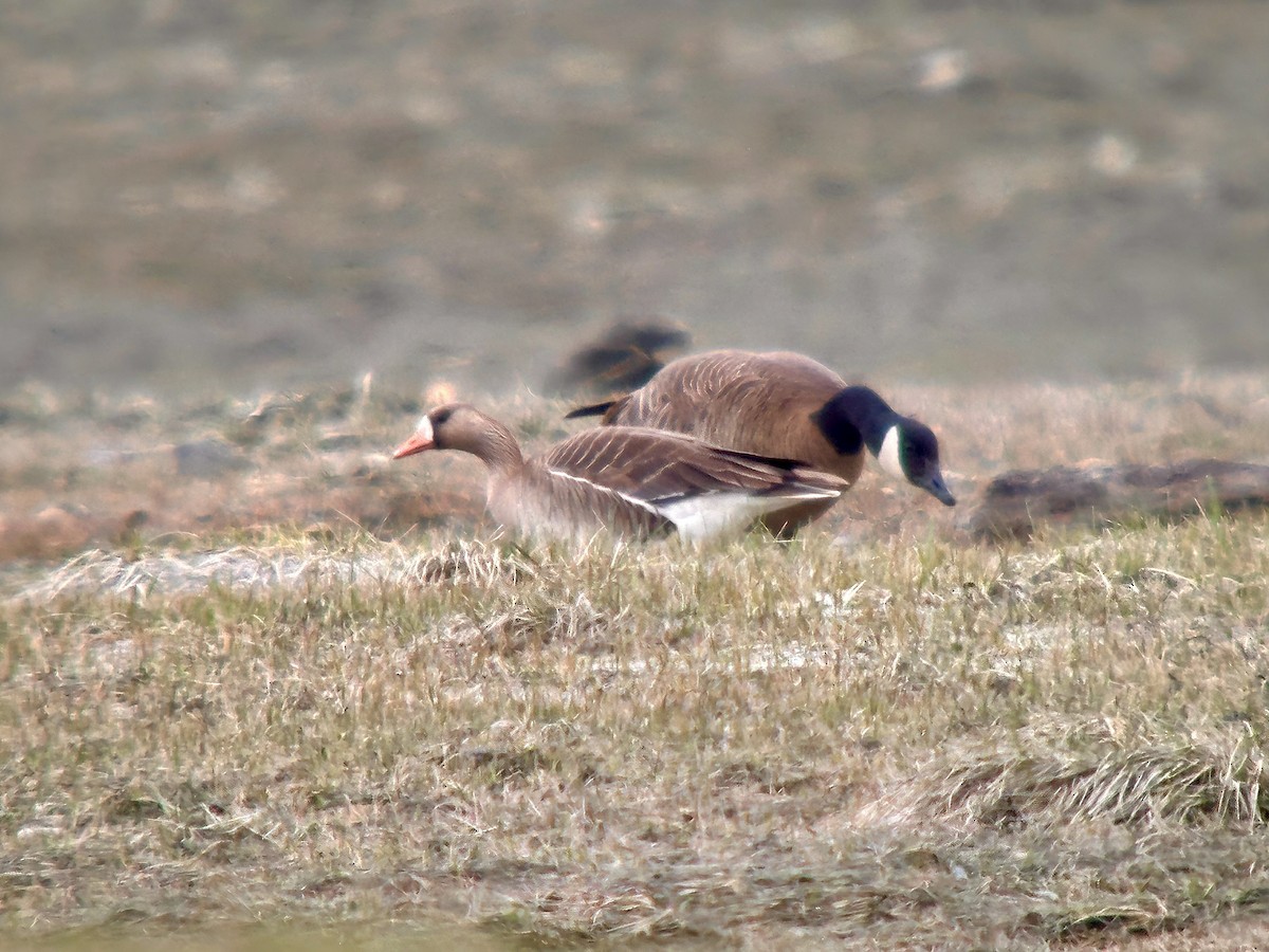 Greater White-fronted Goose - ML618515722