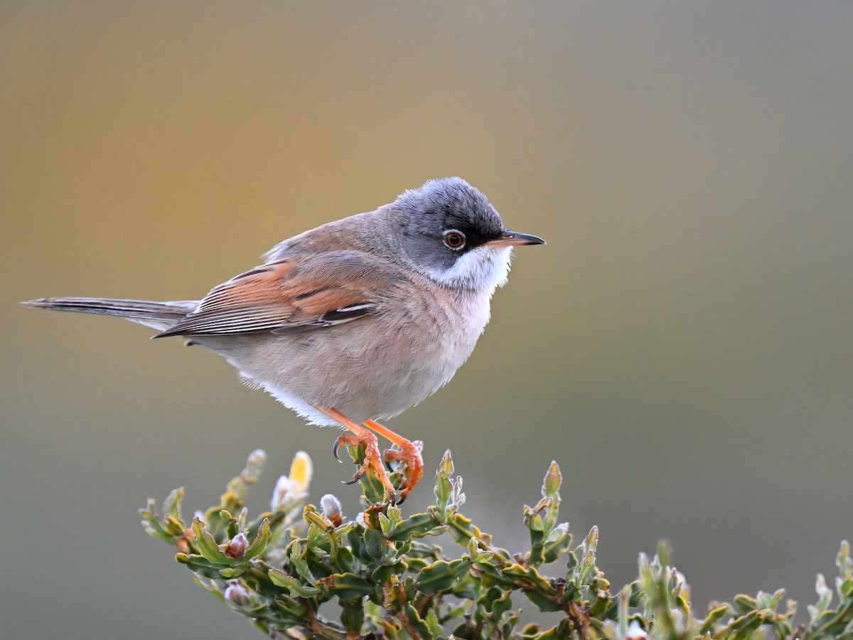 Spectacled Warbler - ML618515733