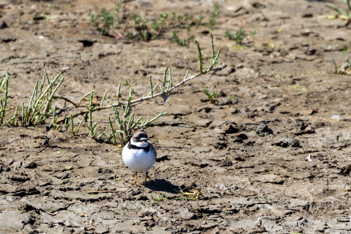 Semipalmated Plover - Anna Klafter