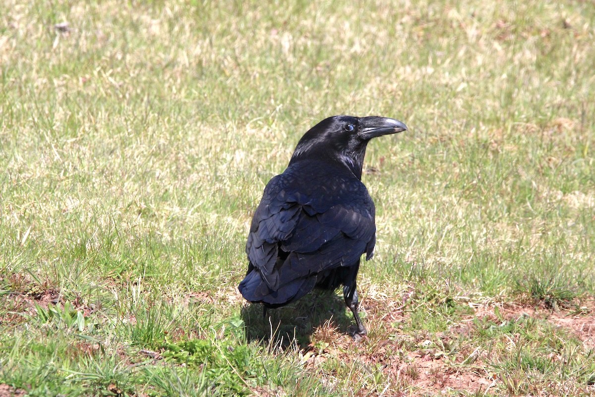 Common Raven - Linda Smith