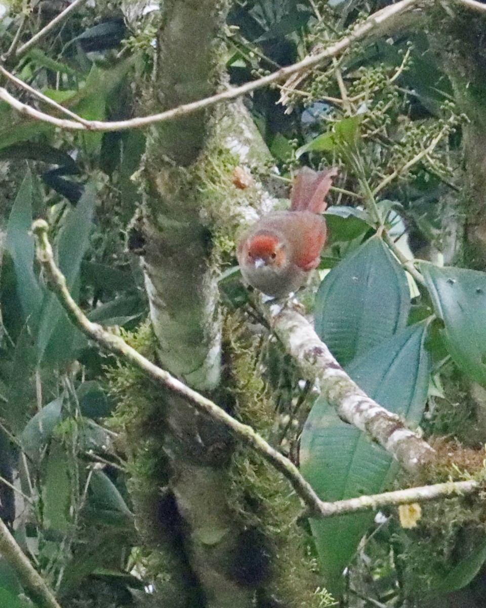 Red-faced Spinetail - ML618515797