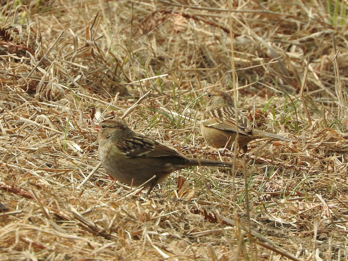 White-crowned Sparrow - ML618515812