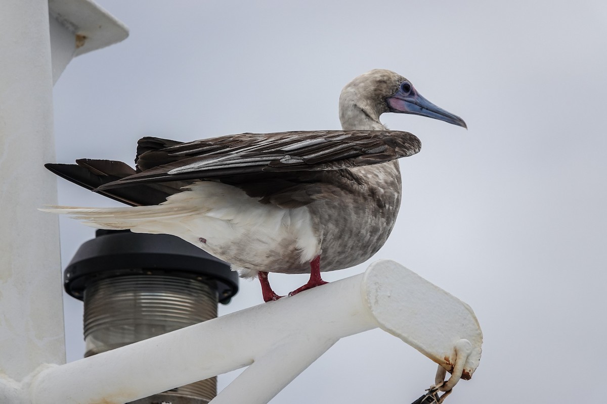 Red-footed Booby - ML618515925