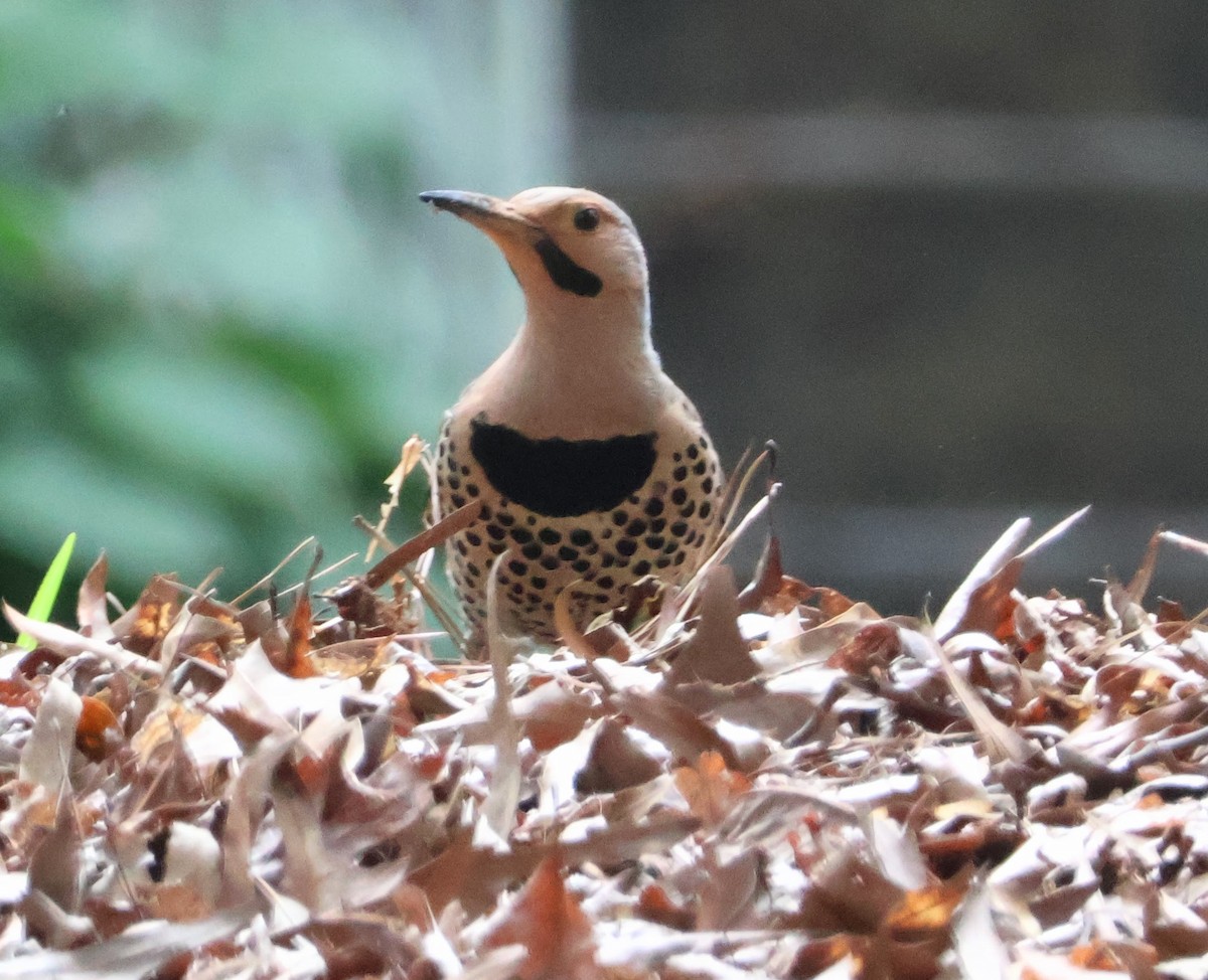 Northern Flicker - Charles Campbell