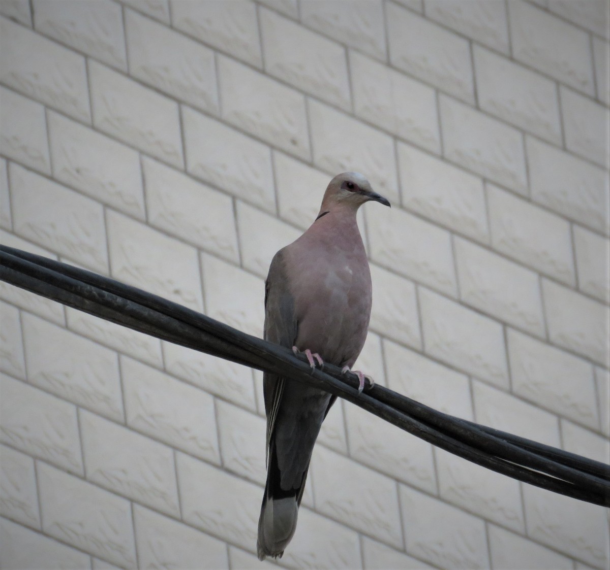 African Collared-Dove - ML618516026