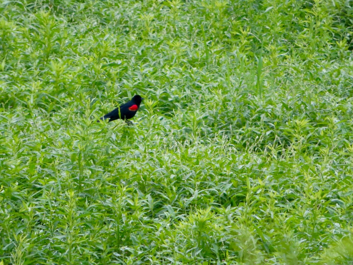 Red-winged Blackbird - ML618516027