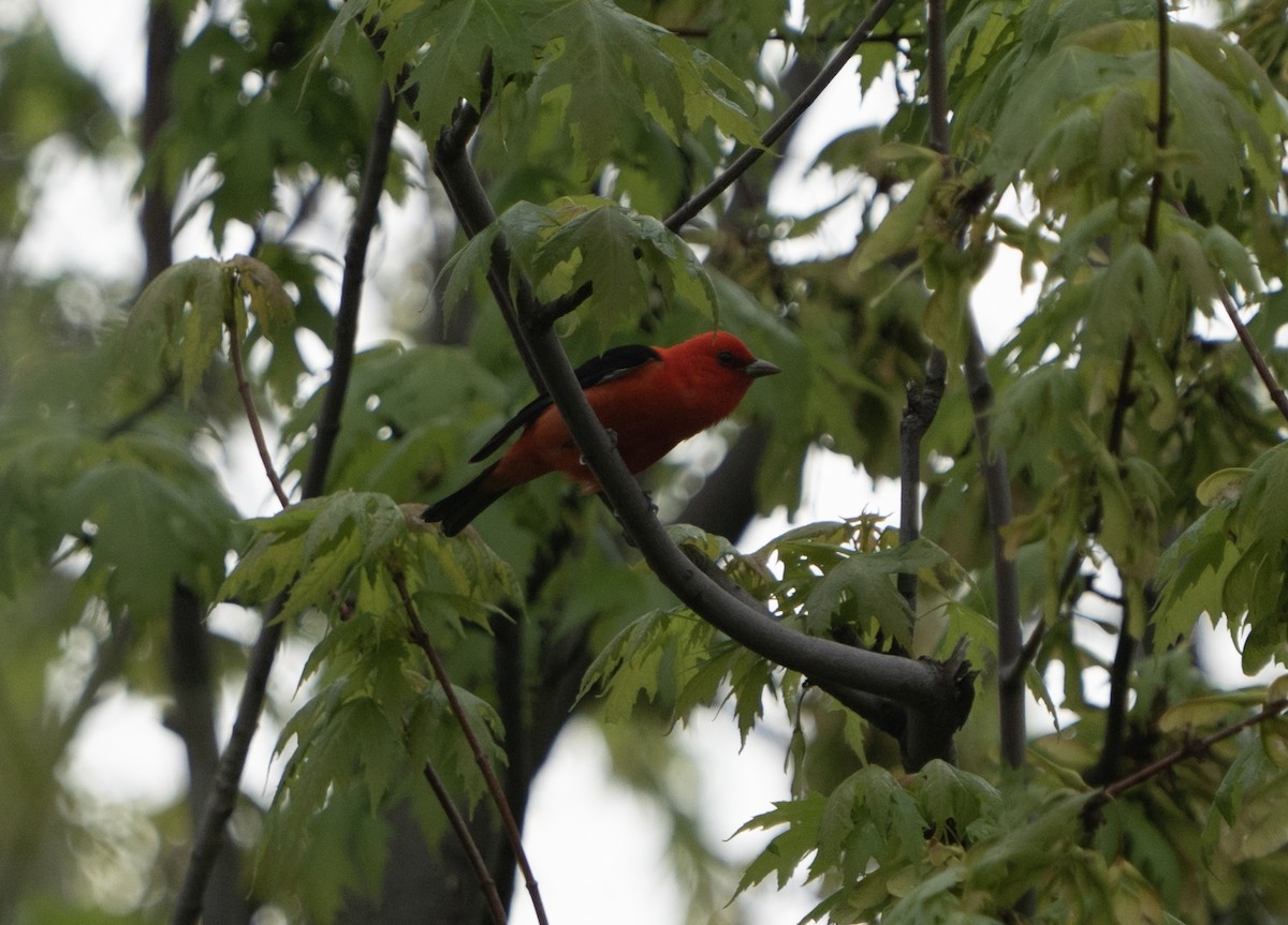 Scarlet Tanager - ML618516042