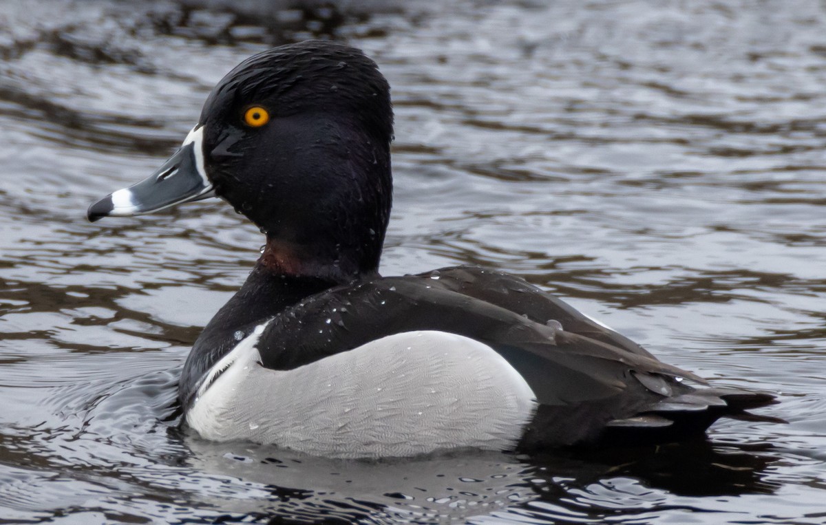Ring-necked Duck - ML618516047