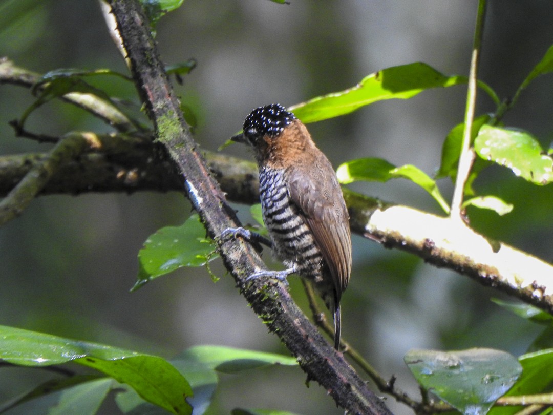 Ochre-collared Piculet - ML618516060