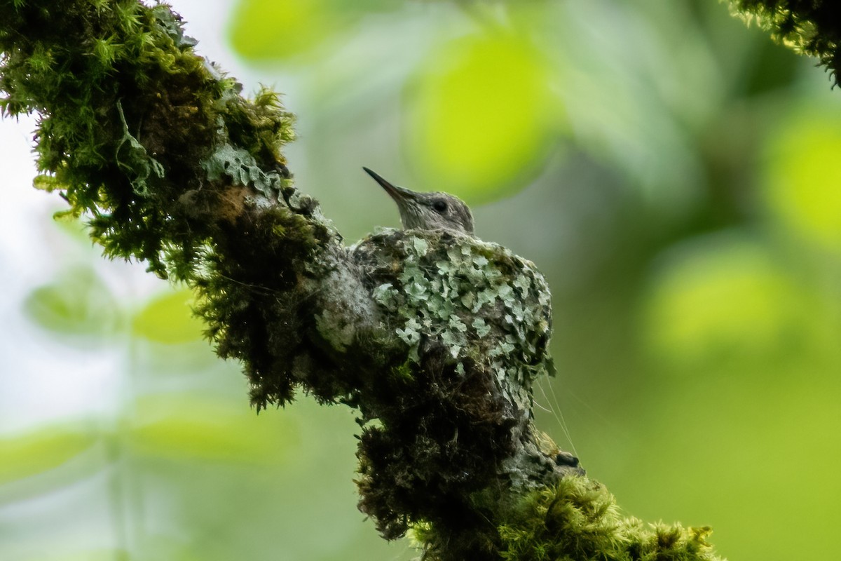 Anna's Hummingbird - ML618516075