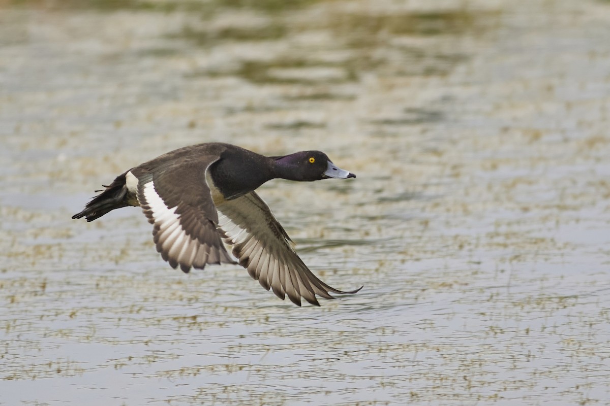 Tufted Duck - ML618516095