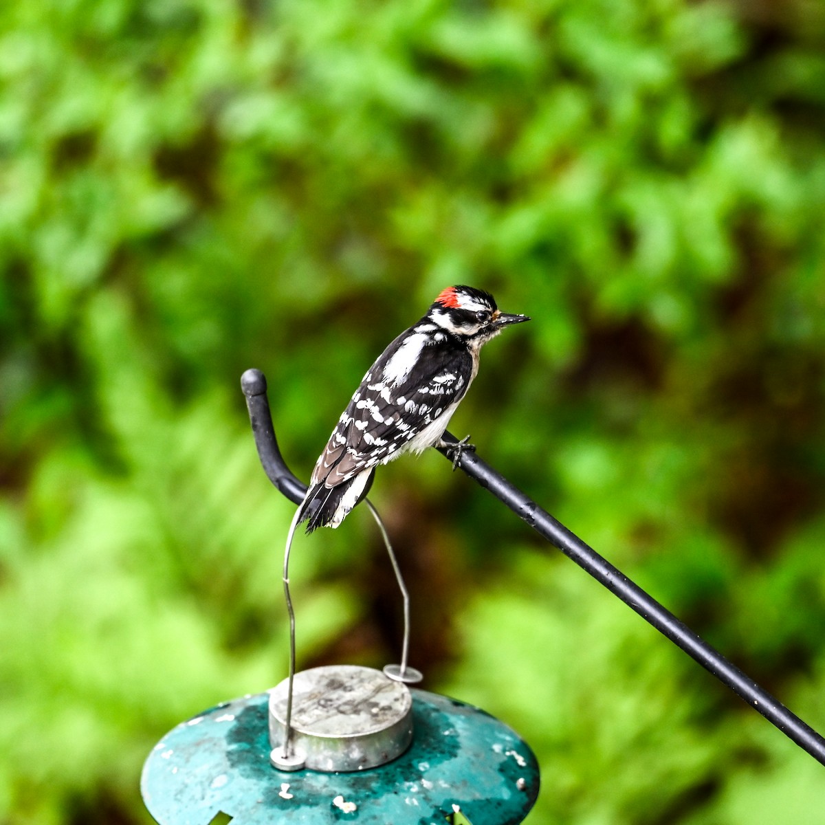 Downy Woodpecker (Eastern) - David Govoni