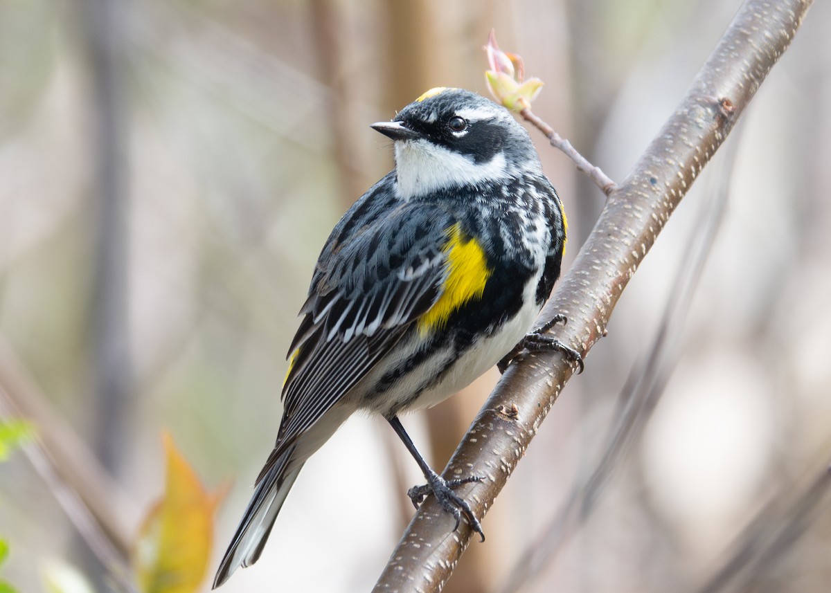 Yellow-rumped Warbler (Myrtle) - ML618516133