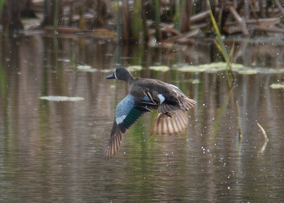 Blue-winged Teal - ML618516170