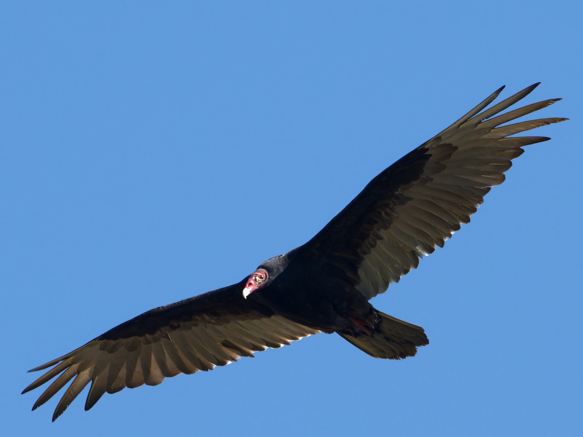 Turkey Vulture - ML618516178