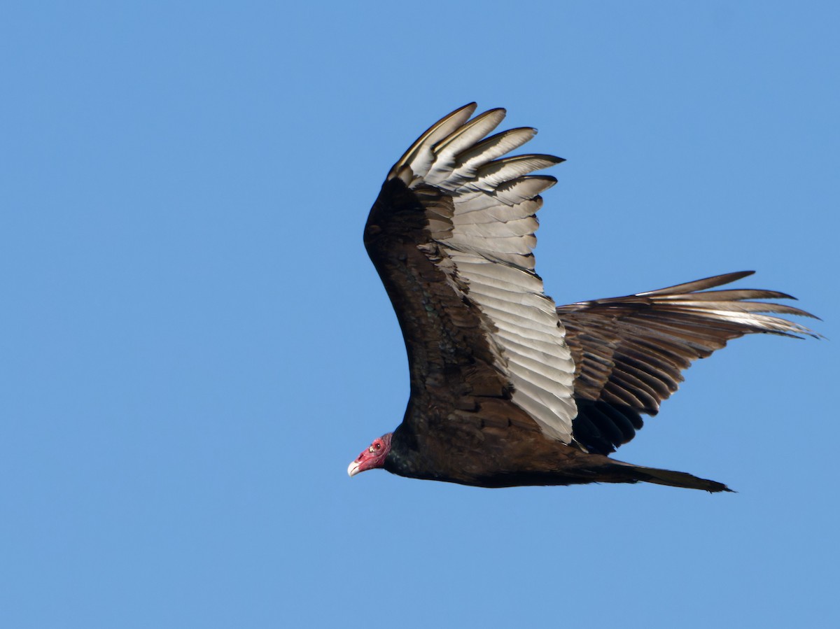 Turkey Vulture - ML618516182