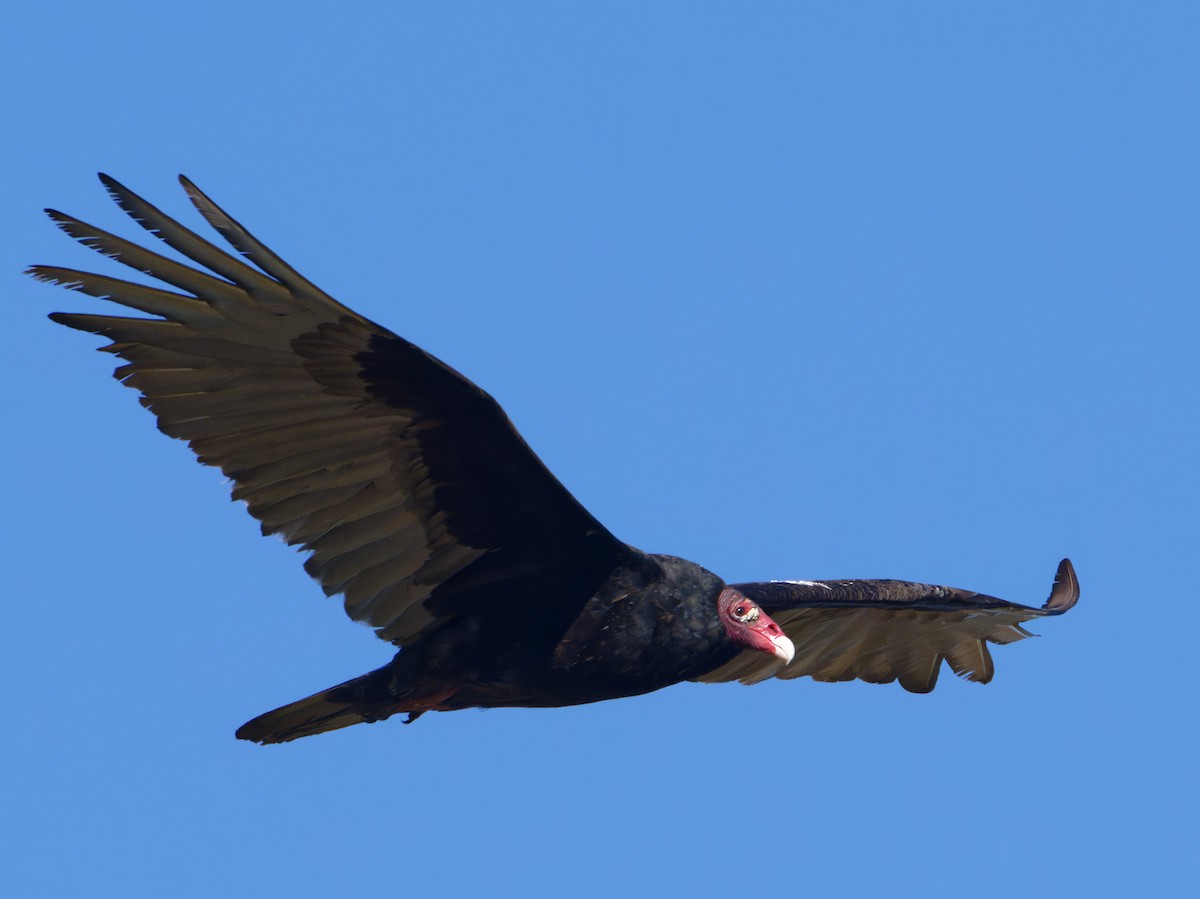 Turkey Vulture - ML618516184
