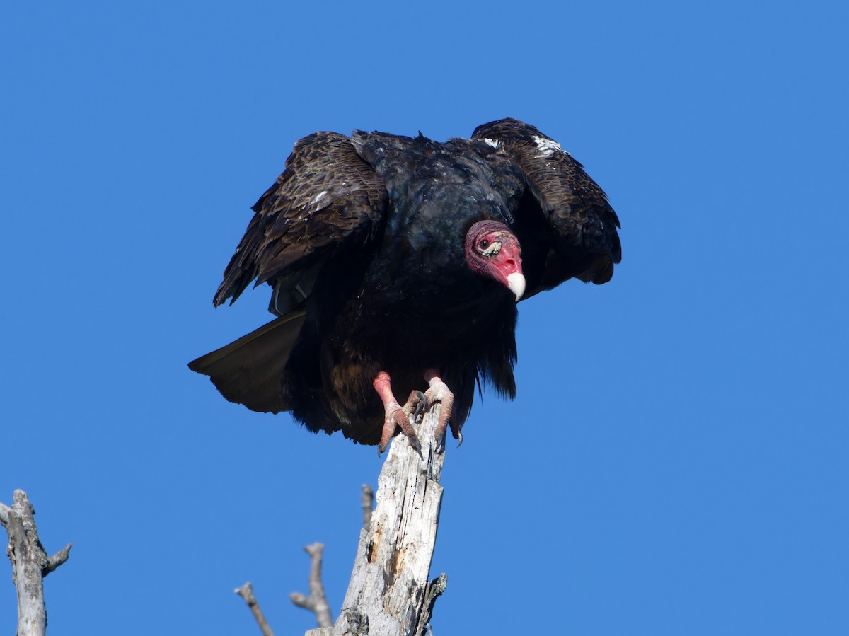 Turkey Vulture - ML618516185