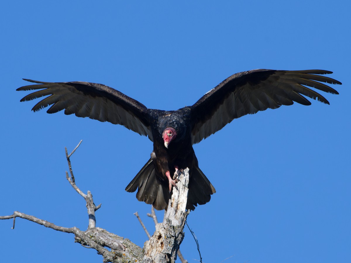 Turkey Vulture - Alan Van Norman