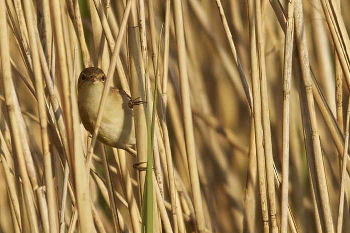 Common Reed Warbler - ML618516222