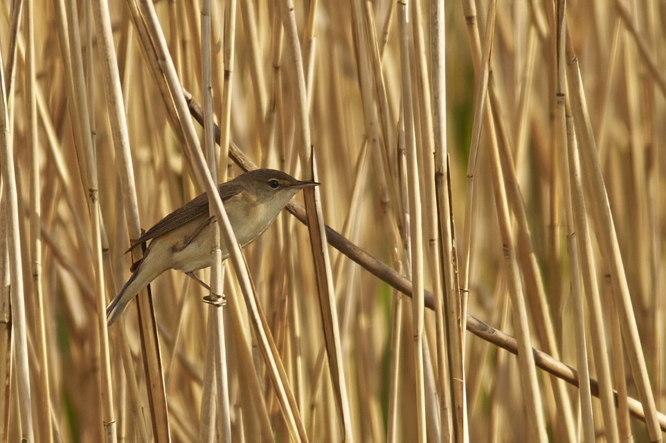 Common Reed Warbler - ML618516223