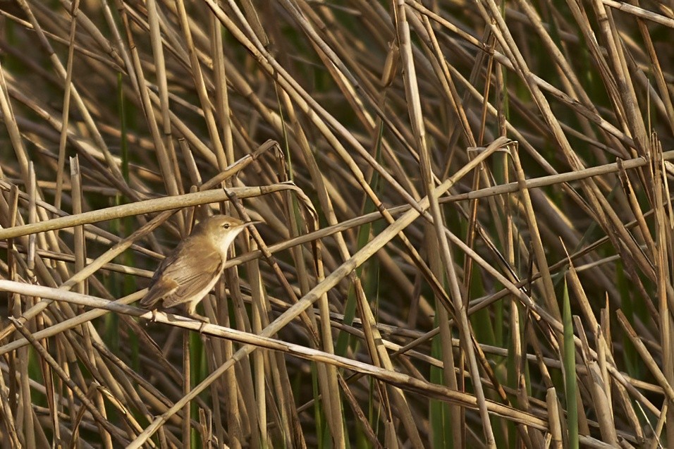 Common Reed Warbler - ML618516224