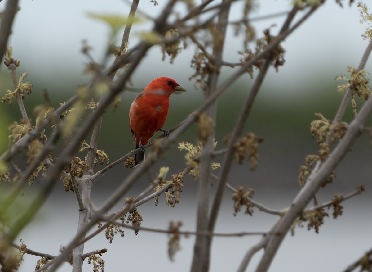 Scarlet Tanager - ML618516234