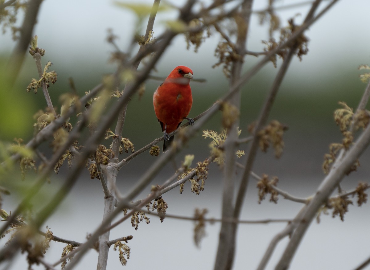 Scarlet Tanager - ML618516235