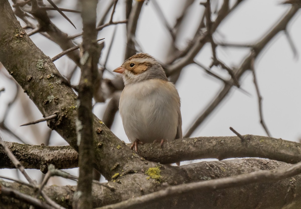 Clay-colored Sparrow - ismael chavez