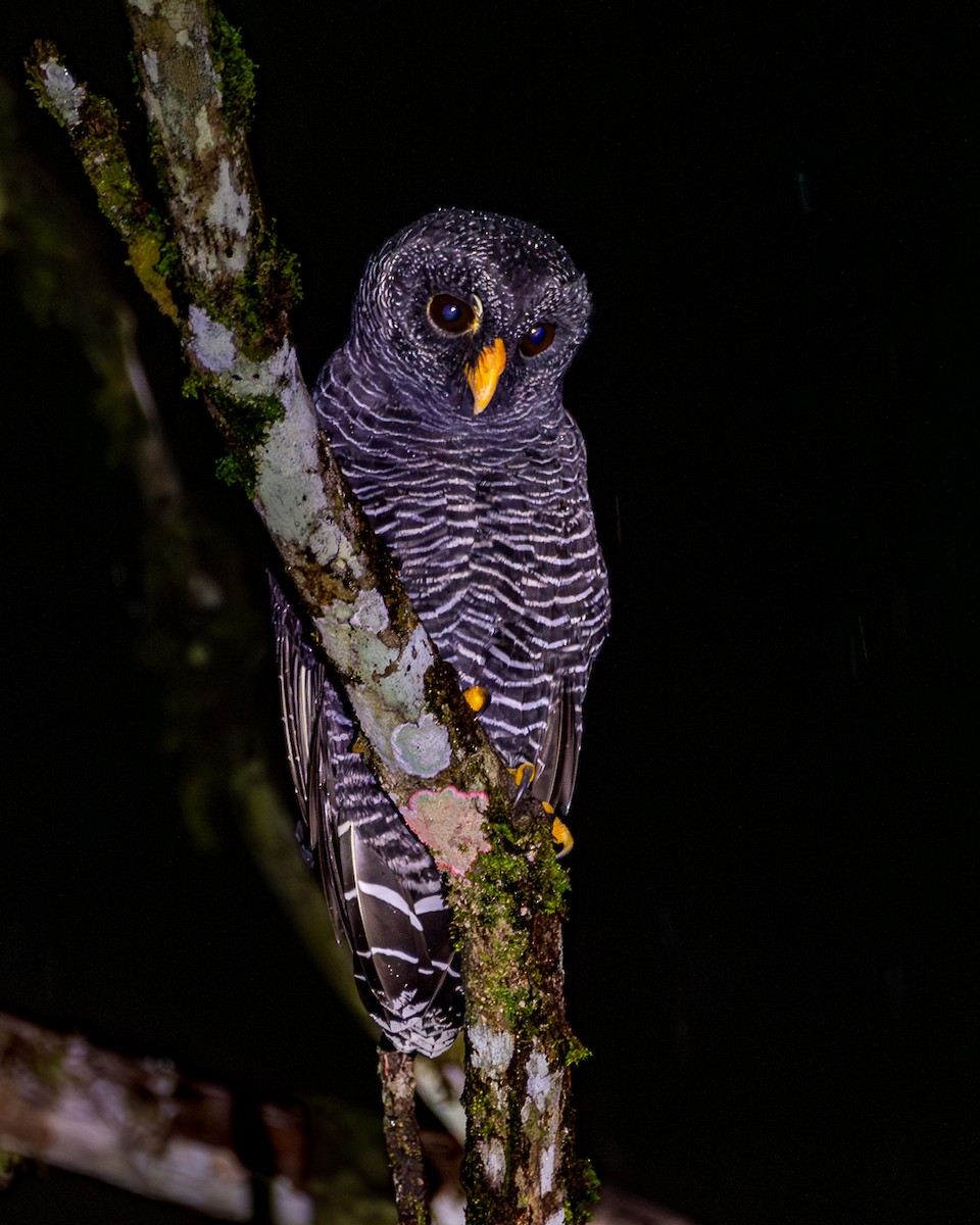 Black-banded Owl - ML618516261