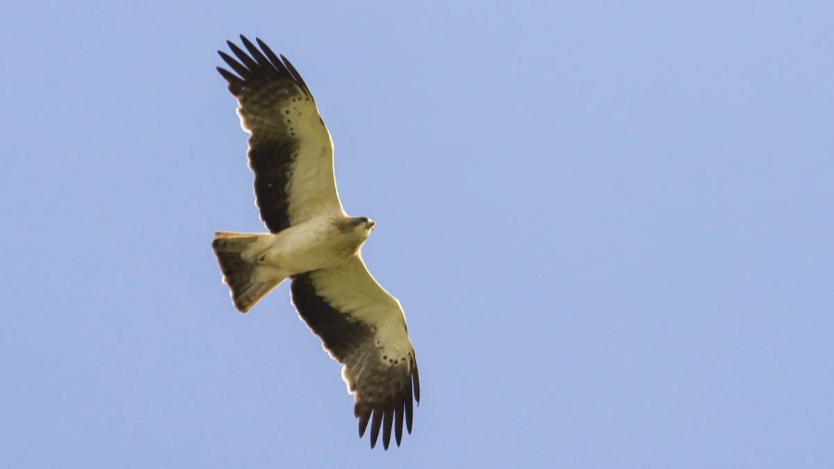 Booted Eagle - Fikret Can