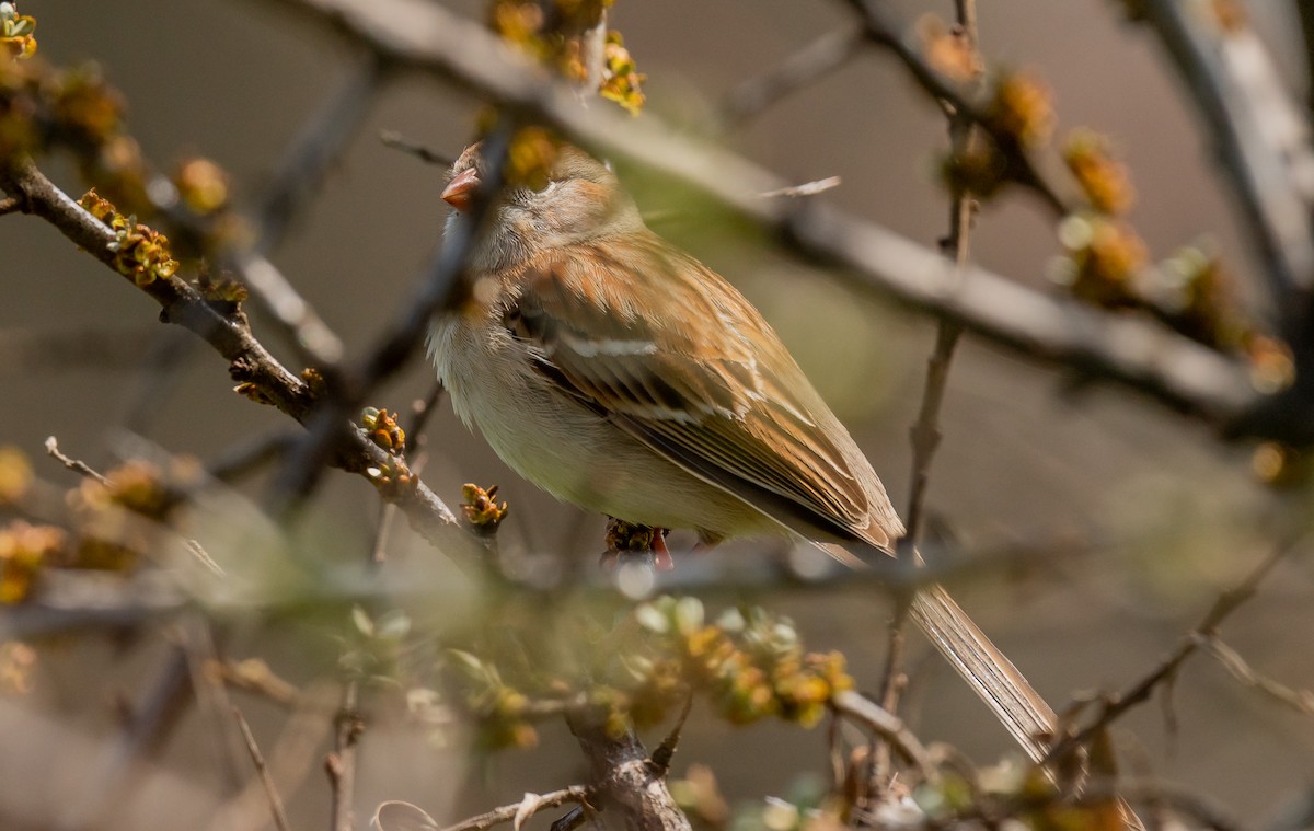 Field Sparrow - ML618516282