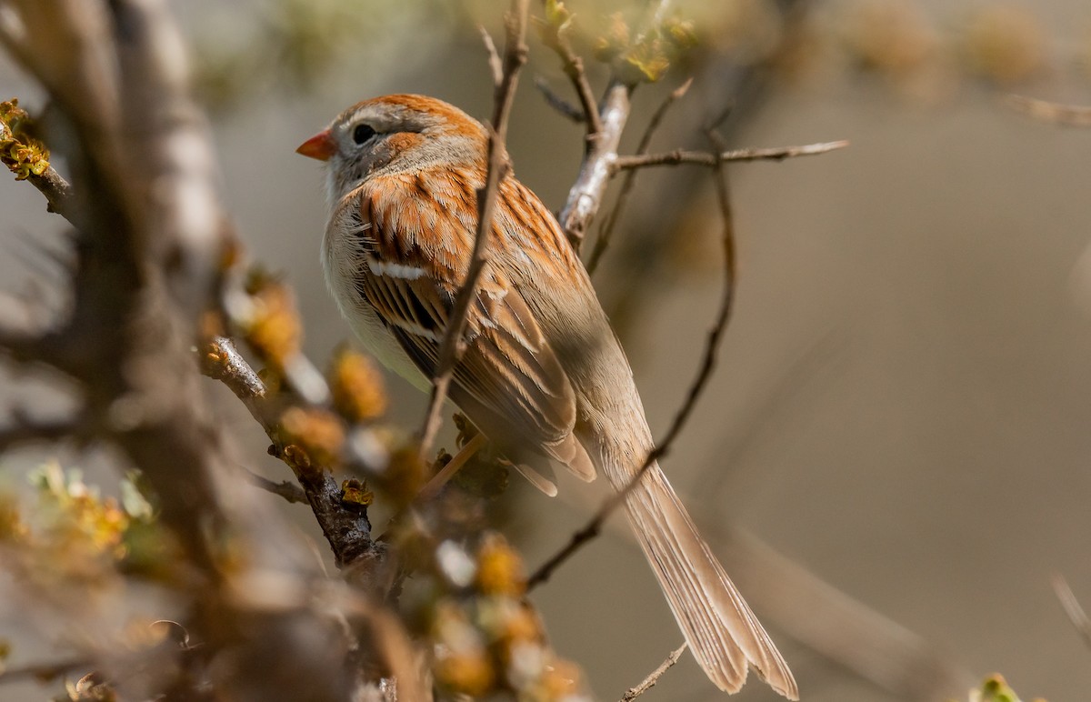 Field Sparrow - ML618516283