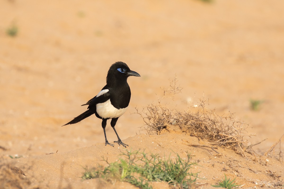 Maghreb Magpie - ML618516328